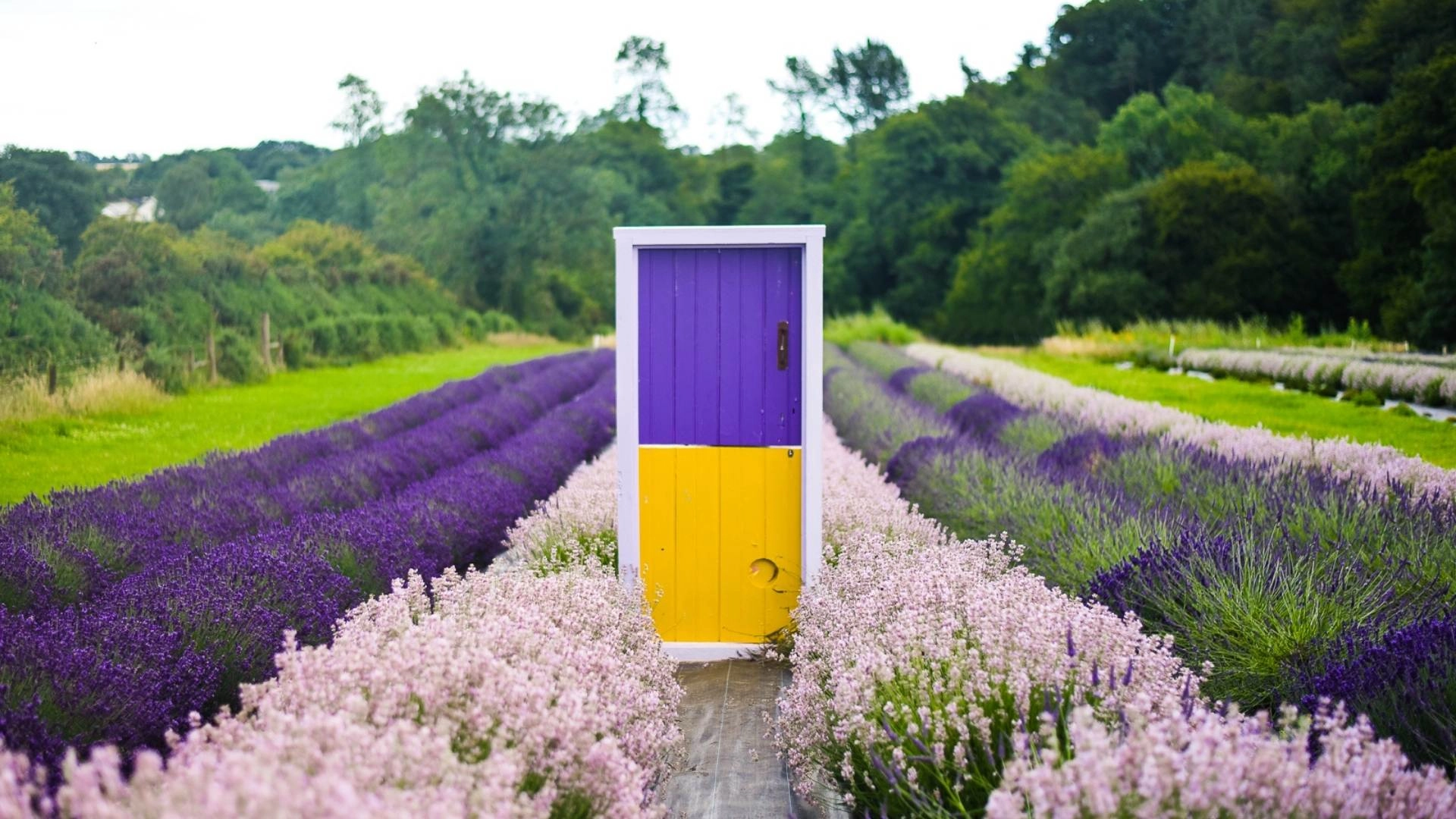 Wexford Lavender Farm Things to Do Riverside Park Hotel