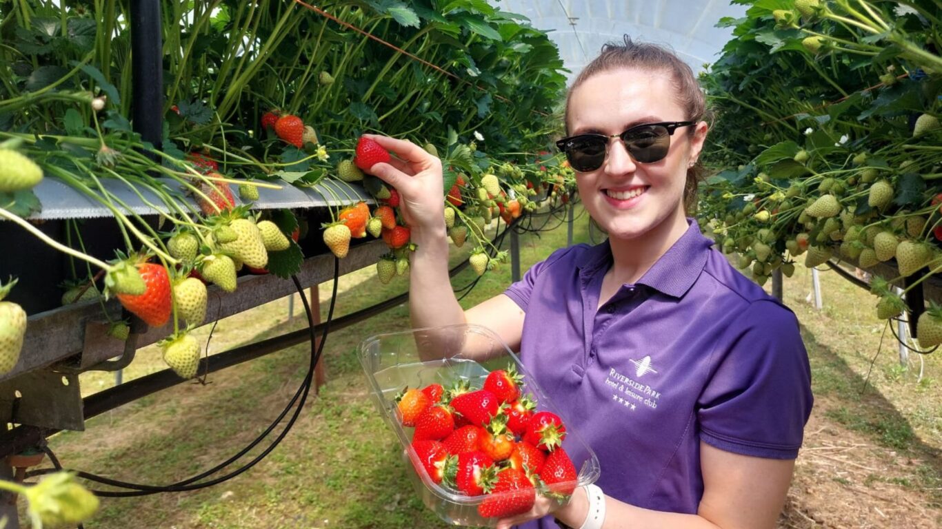 Locally Sourced Strawberries 2